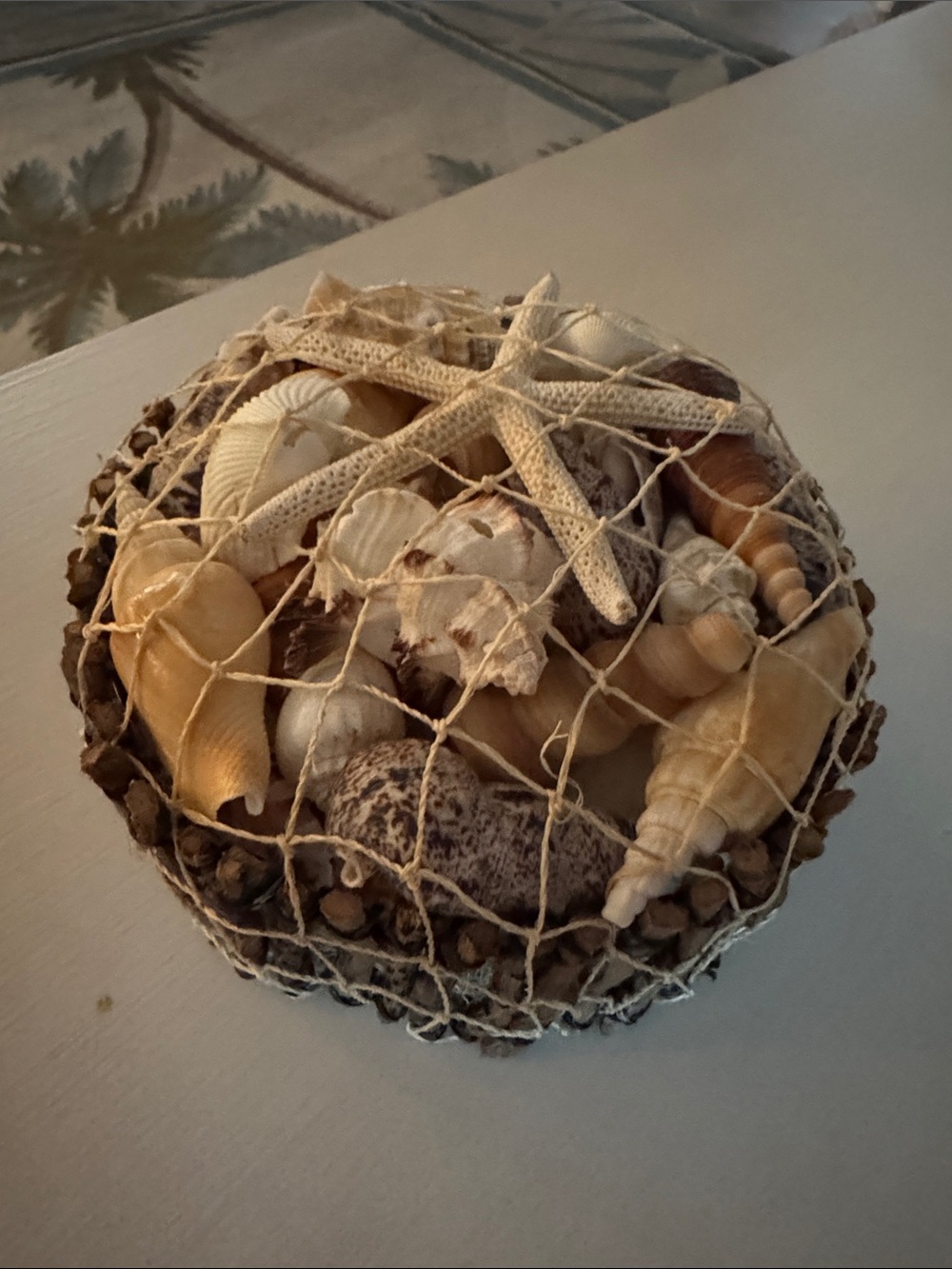 Assorted Seashells in Round Botay Pack & White Star 6"